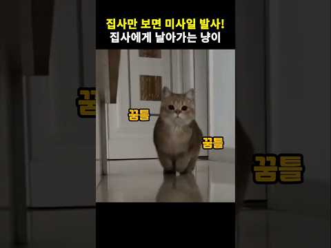집사를 발견하자 뛰어갈 준비를 하는 고양이의 놀라운 행동