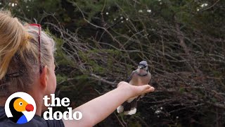 Wild Blue Jays Surprise Woman In The Best Way | The Dodo Wild Hearts by The Dodo