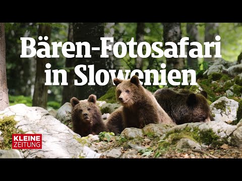 Bären-Fotosafari in Slowenien