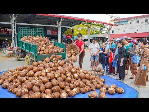 TIMELAPSE -- Harvest 1000+ Taro Use Truck Transport Many Taro Go To Market Sell | Phương Countryside