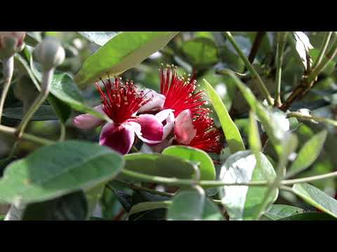 SOLD - 48 Tinopai Road, Titirangi - Sacha Collins and Brigid O'Connor