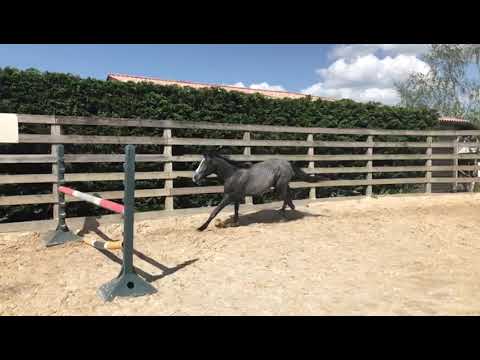 HOOVER DE HUS(CORNET OBOLENSKY X DIAMANT DE SEMILLY X QUITO DE BAUSSY) 2YO..