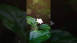 Download lagu Mulle Mazhaville Chollu status mp3 Download lagu Mulle Mazhaville Chollu status mp3