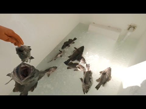 Flat Calm Fishing! Rockfish Jigging in Kodiak Alaska!