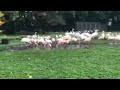 Detroit Zoo Educational Lesson Flamingos