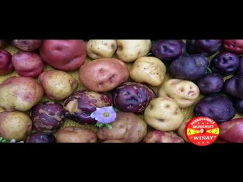 LOS APU WAYRAS DE CANCHIS - MAWAY PAPACHA