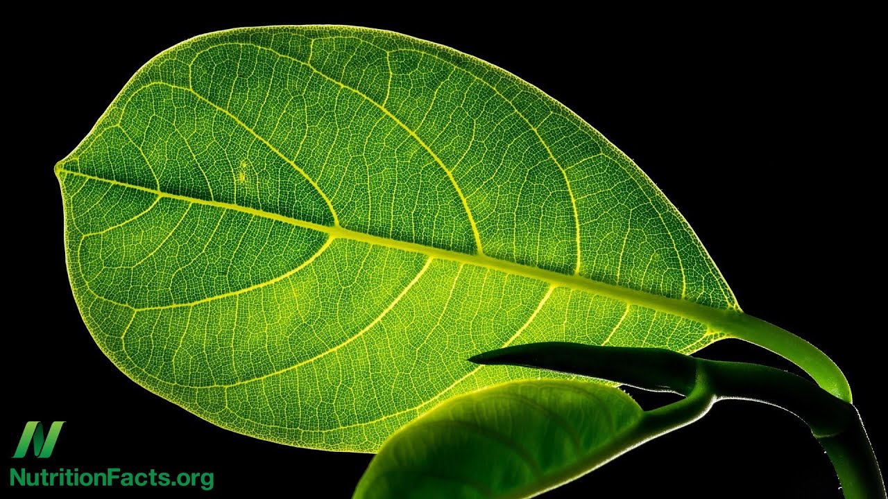 How to Regenerate Coenzyme Q10 (CoQ10) Naturally