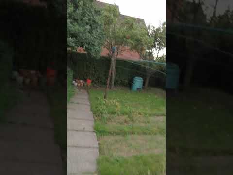 Diamond tree and landscaping video.