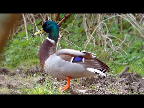 Mallard Calls | Duck Sounds