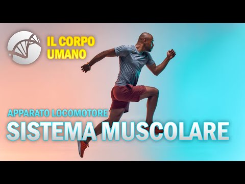 The Muscular System - Musculoskeletal System - The Human Body