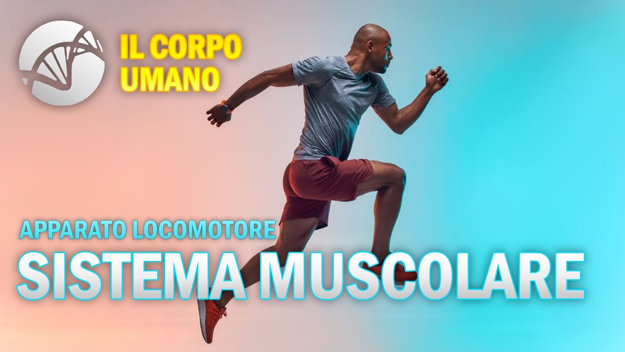 Il Sistema Muscolare - Apparato Locomotore - Il Corpo Umano