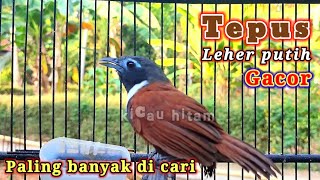 Download lagu tepus leher putih gacor bunyi banyak yang nyari mp3 Download lagu tepus leher putih gacor bunyi banyak yang nyari mp3