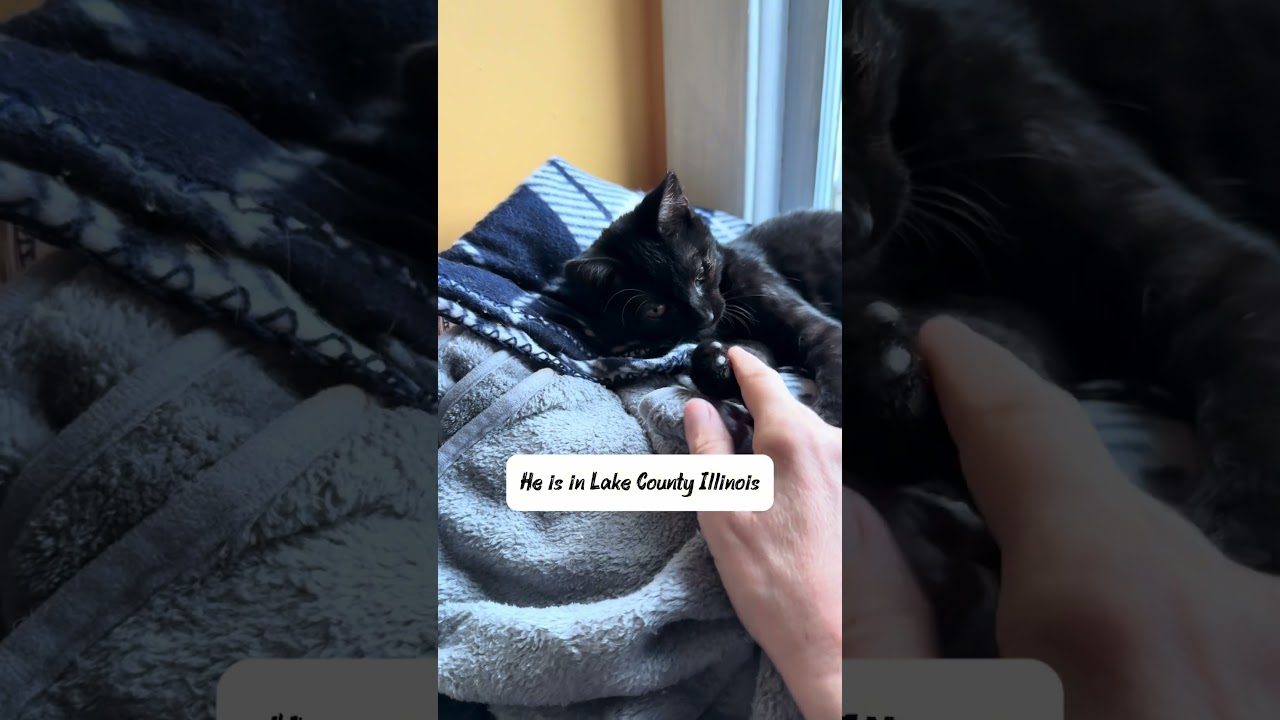 Enlarge Snoop Cat, a Adoptable mixed breed in Libertyville, IL video 3/3
