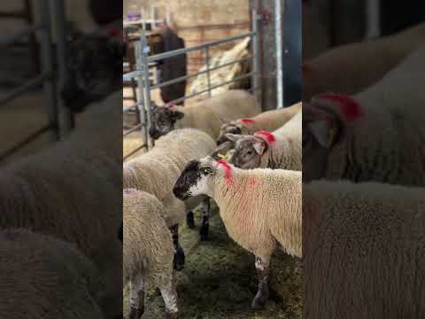 Ewe Lambs - Image 2