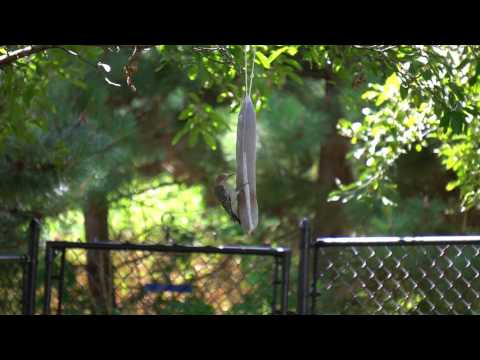 Red-Bellied Woodpecker