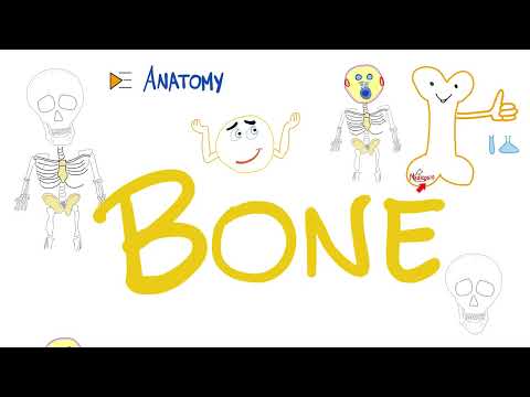 Bones 🦴 Structure & Function | Anatomy 💀