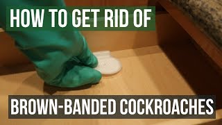 How to Get Rid of Brownbanded Cockroaches Gauranteed (5 Easy Steps)