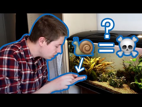 How To Tell If Your Aquarium Snail Is Dead or Just Sleeping?