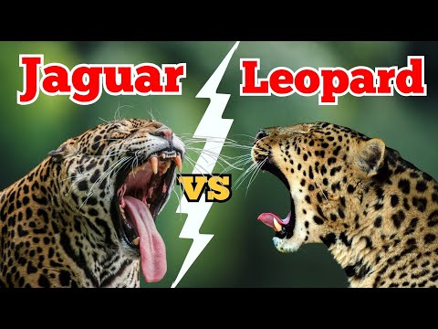 Jaguar vs Leopard: The Truth About These Spotted Legends!