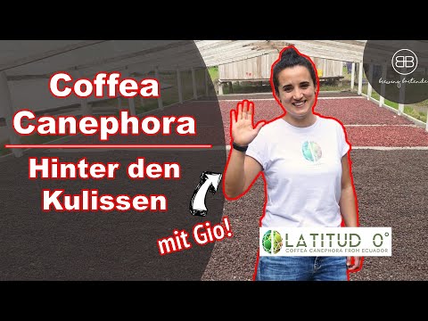 Wenig Säure. Viel Potenzial! Alles was du über Canephora wissen musst - im Gespräch mit Gio Hidalgo