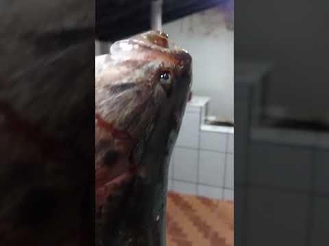 Trairão#vidanaroça