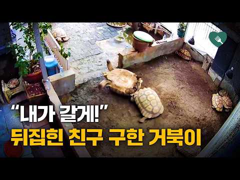 거북이 친구 뒤집히자, 