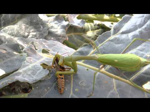 The Last Supper:  Mantis Style