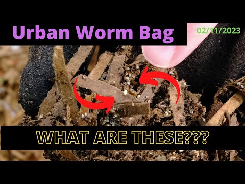Urban Worm Bag V2 with ENCs - WHAT IS IN MY BAG? 02/11/2023