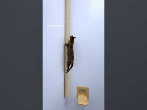 Raja Running All Around Her Cat Wall Playground Home #cat