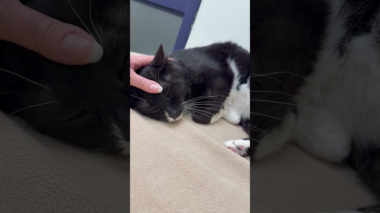 Minnow - Big chill, sweet potato loverboy!, a ADOPTABLE Domestic Short Hair in Oshkosh, WI video 4/4