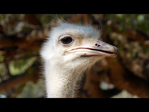 image-Can you ride an ostrich in Oudtshoorn?