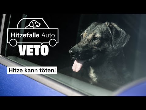 Hitzefalle Auto – Lebensgefahr für deinen Hund