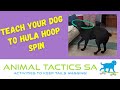 Teach Your Dog To Hula Hoop Spin - Elite, Animal Tactics Level 4