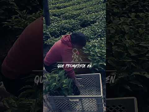 camino con paso firme.. #ecuador #firmes #fé #viralvideo #viral #cafe #olmedo #loja #love #trabajo