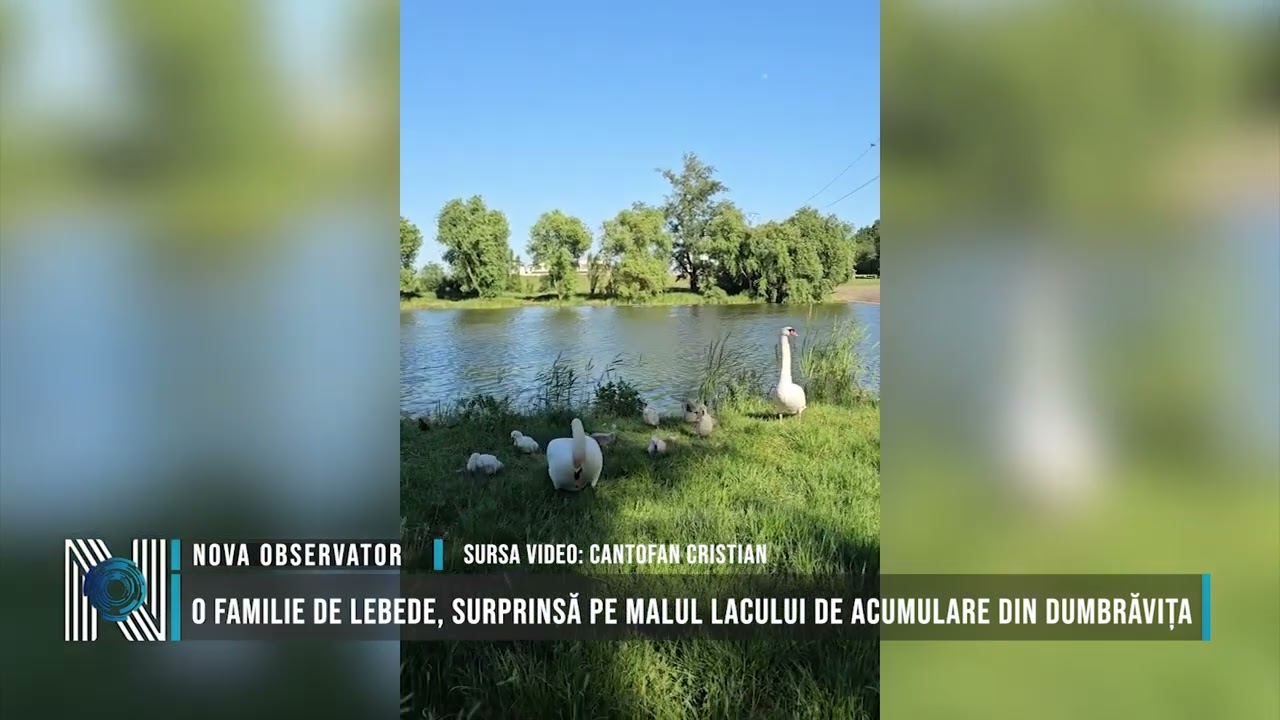 O familie de lebede, surprinsă pe malul lacului de acumulare din Dumbrăvița