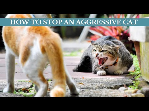 How to stop an aggressive cat || How to stop an aggressive cat from attacking other cats