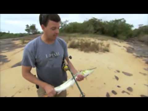 Bicuda in the Amazon - Justin Grubich