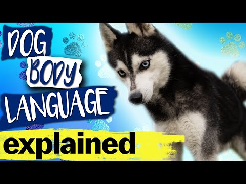 Dog Body Language Explained 🐶 What Their Eyes, Ears And Tail Are Saying