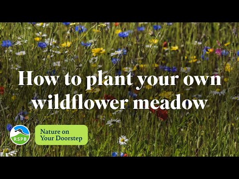 How to plant a wildflower meadow | RSPB Nature on Your Doorstep