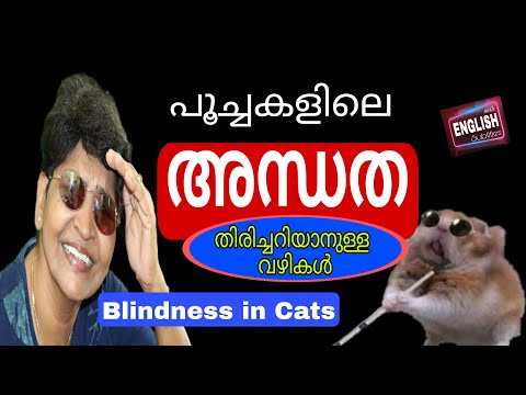 How Do You Know If Your Cat Is Blind? | Blindness In Cats | Blind Cat Care Guide @NANDAS pets&us