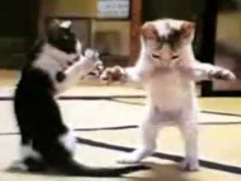 Dünyanın en komik Kedi Videosu