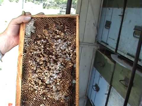 3/7 Apicultura ecologica pentru incepatori Secretele albinelor Lucrari practice de vara Profu Online