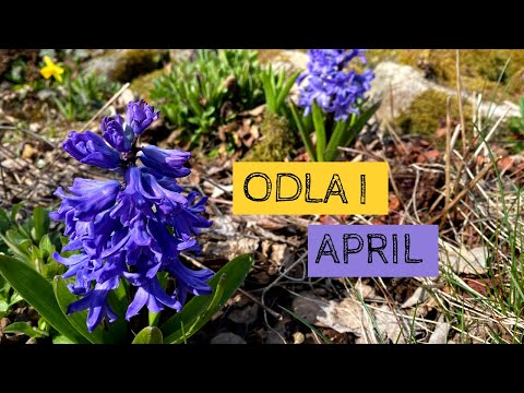 Odla i APRIL - Det börjar växa utomhus och det omplanteras inomhus.