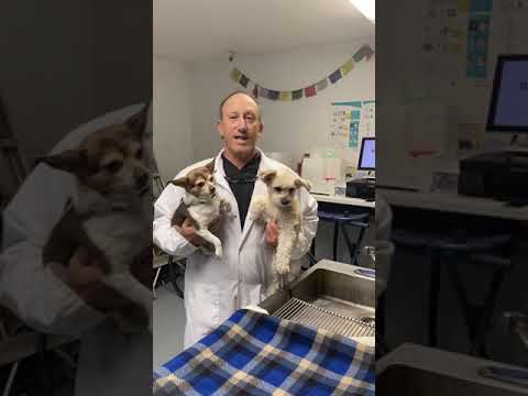 Pet Stop Veterinary Clinic Doggie Dental Cleanings