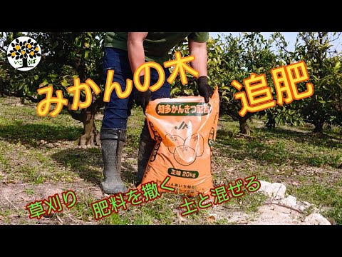 マグノリアの木にいつ肥料を与えるのですか？最適な肥料とその与え方は？  庭園