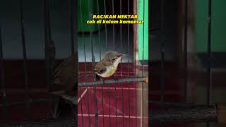 Download lagu KONIN TROTOL GACOR #konin #kolibrininja #burung #konintrotol mp3