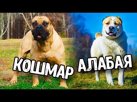 СОБАКА КОТОРАЯ СПОСОБНА СЛОМАТЬ АЛАБАЯ ЗА СЧИТАННЫЕ СЕКУНДЫ