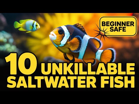 10 Beginner Saltwater Fish That Are EASIER Than You Think