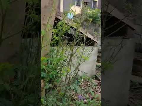 500SQM Land for Sale Off Toyin Street