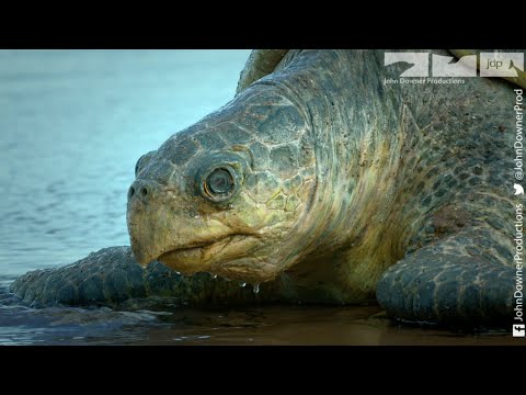 Robotic Spy Turtle Sneaks Itself Into A Massive Sea Turtle Migration